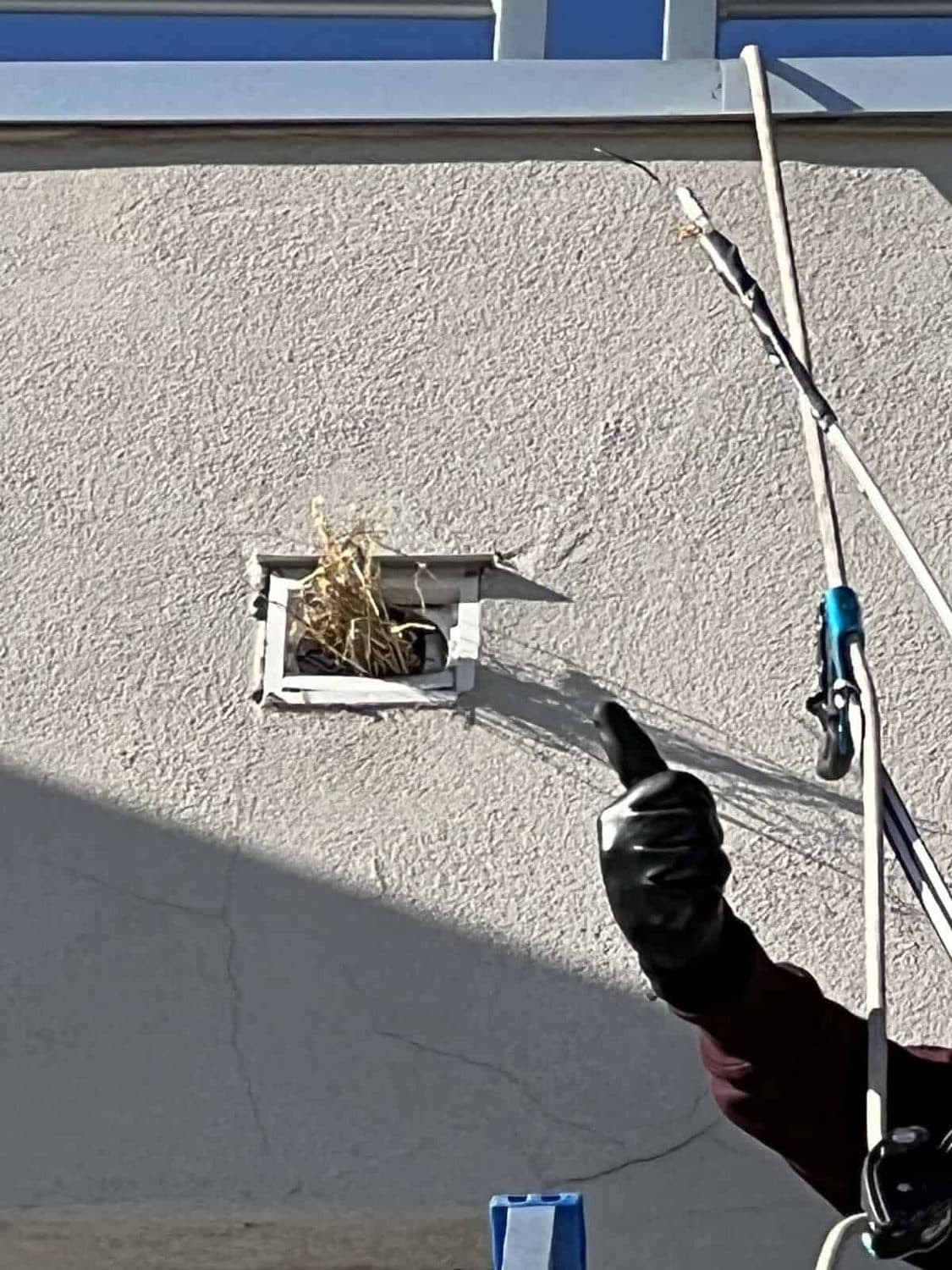 Gloved technician pointing to a bird nest packed into an exterior wall vent