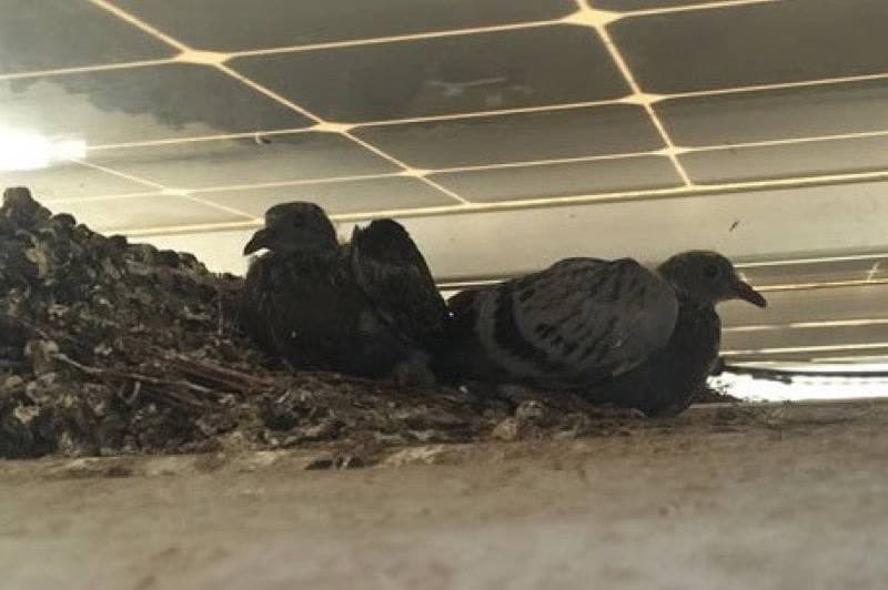 Two pigeons sitting beside a nest of droppings and debris under a rooftop solar panel