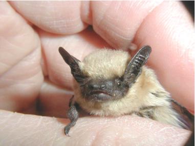 Canyon bat