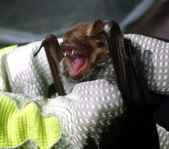 Seminole bat