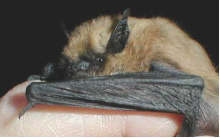 Western small-footed myotis