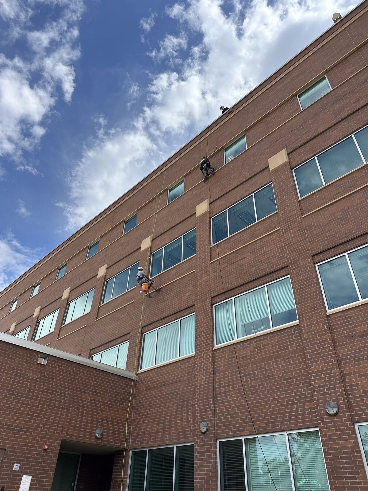 Commercial Bat Removal