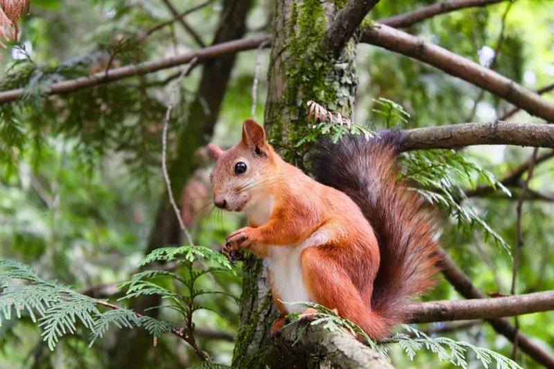 Squirrel Removal