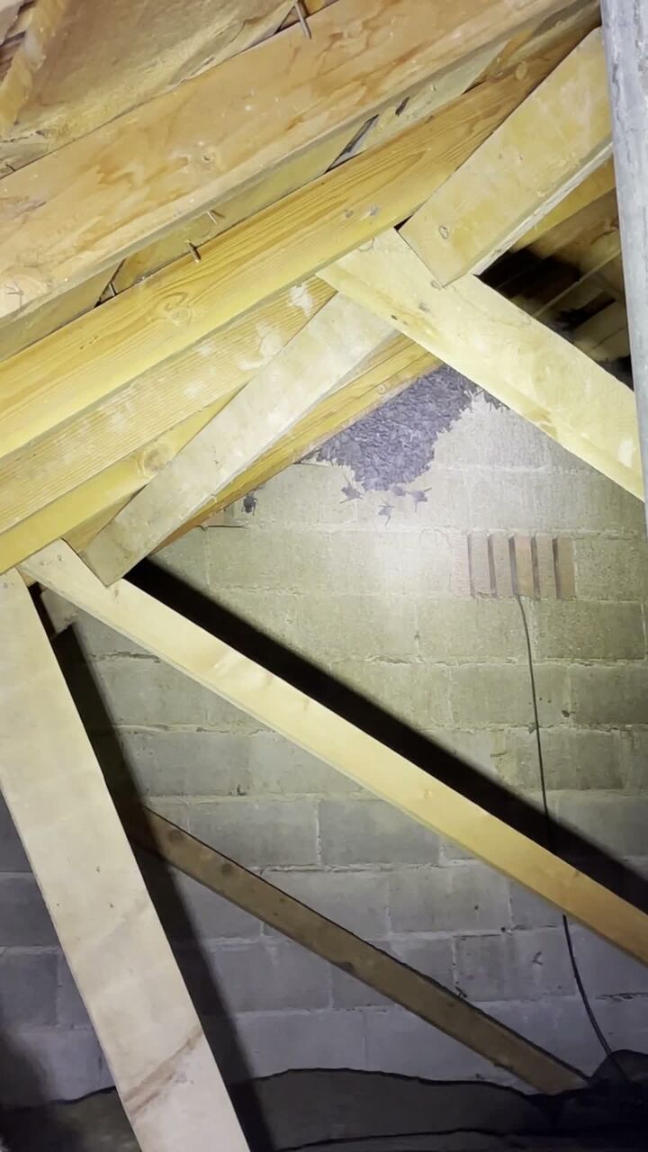 Bat colony roosting between rafters inside an attic